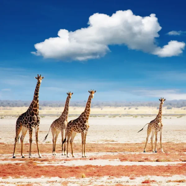 Category as Africa background